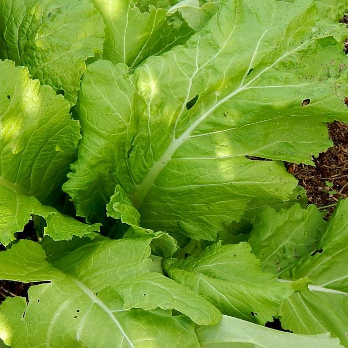 Hướng dẫn làm đất tơi xốp để trồng cải bẹ xanh tại nhà